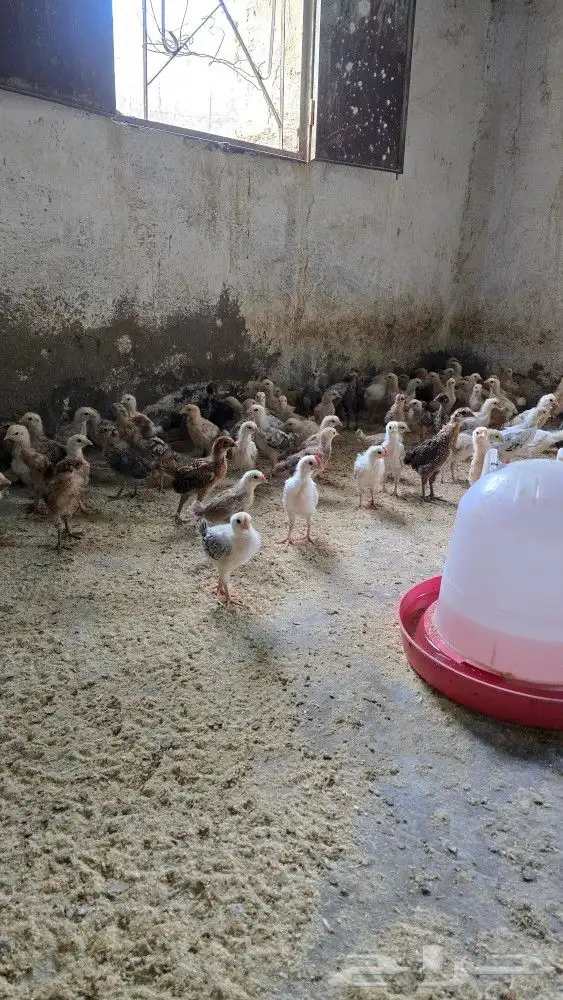 صوص بلدي محصن بصحه ممتازه جدا العمر شهر 1