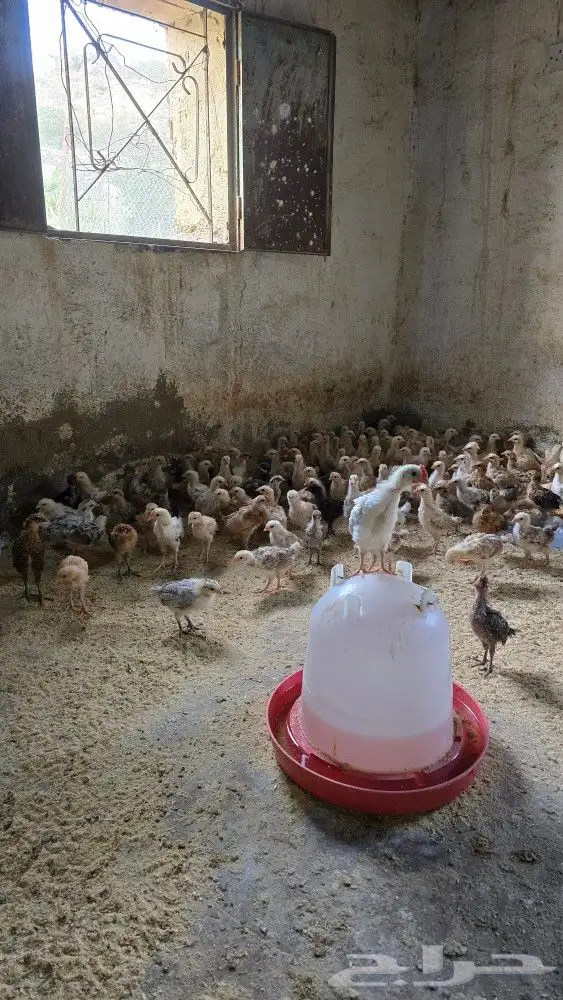 صوص بلدي محصن بصحه ممتازه جدا العمر شهر 3