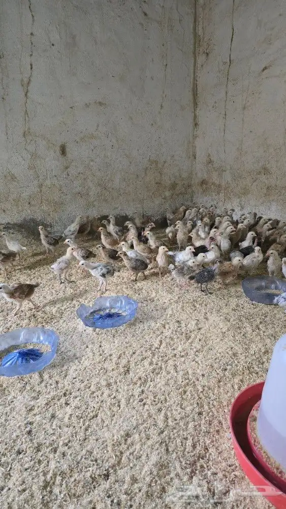 صوص بلدي محصن بصحه ممتازه جدا العمر شهر 0