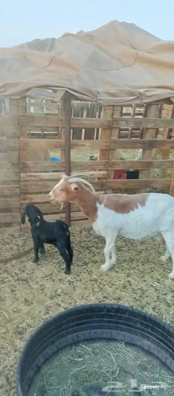 عنز والد مشبعه بنتها وزود سنها تامه 0