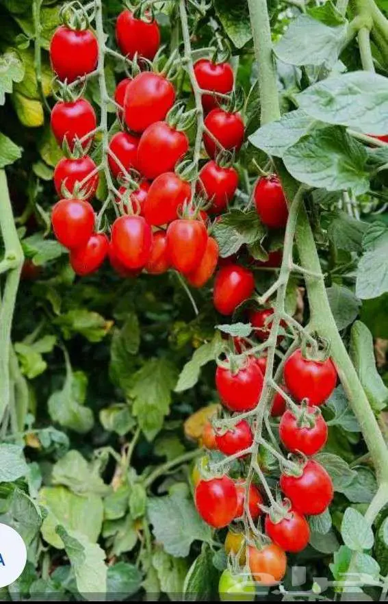 بذور جح وشمام وطماطم وقرع 1