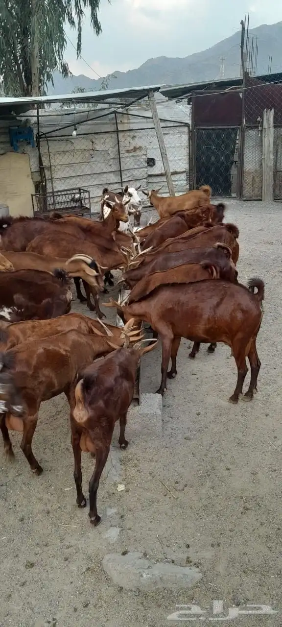 غنم دهم اصول من سنين طويله ماشاء الله 3