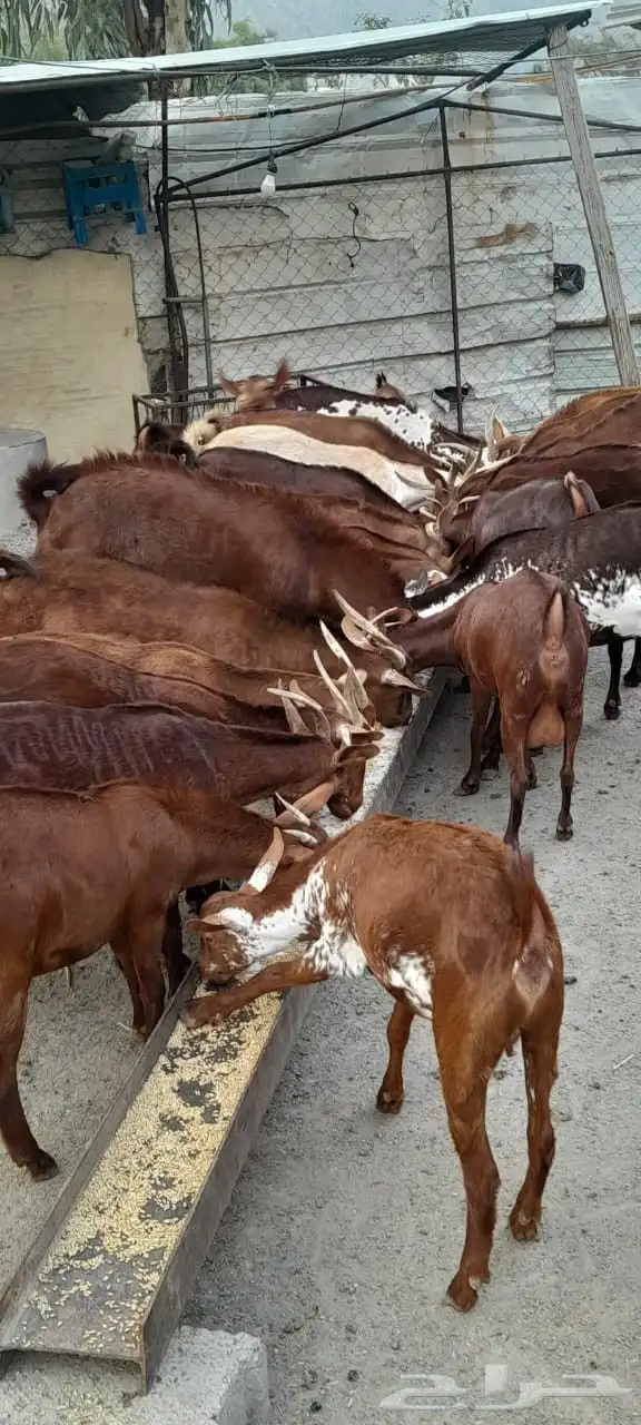 غنم دهم اصول من سنين طويله ماشاء الله 1