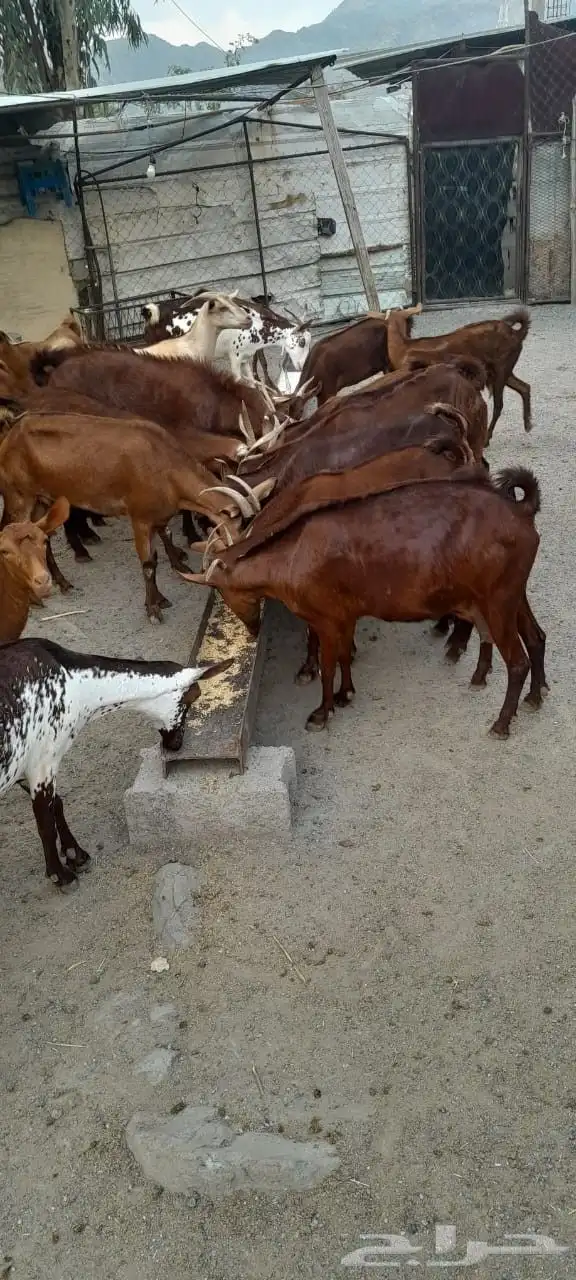 غنم دهم اصول من سنين طويله ماشاء الله 4