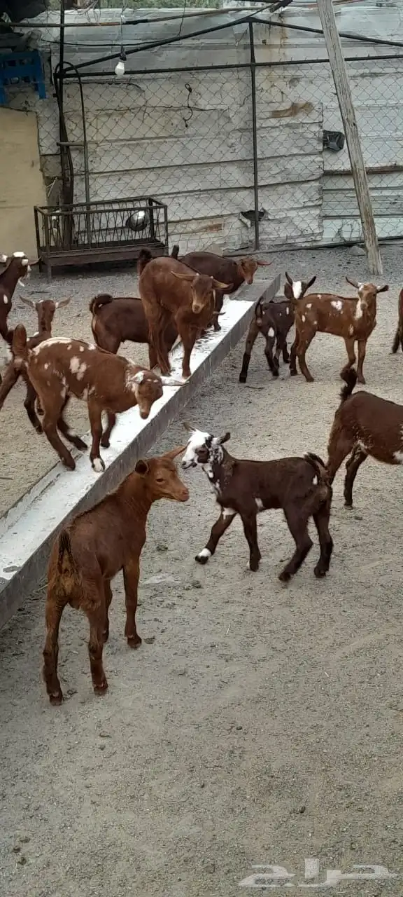 غنم دهم اصول من سنين طويله ماشاء الله 5
