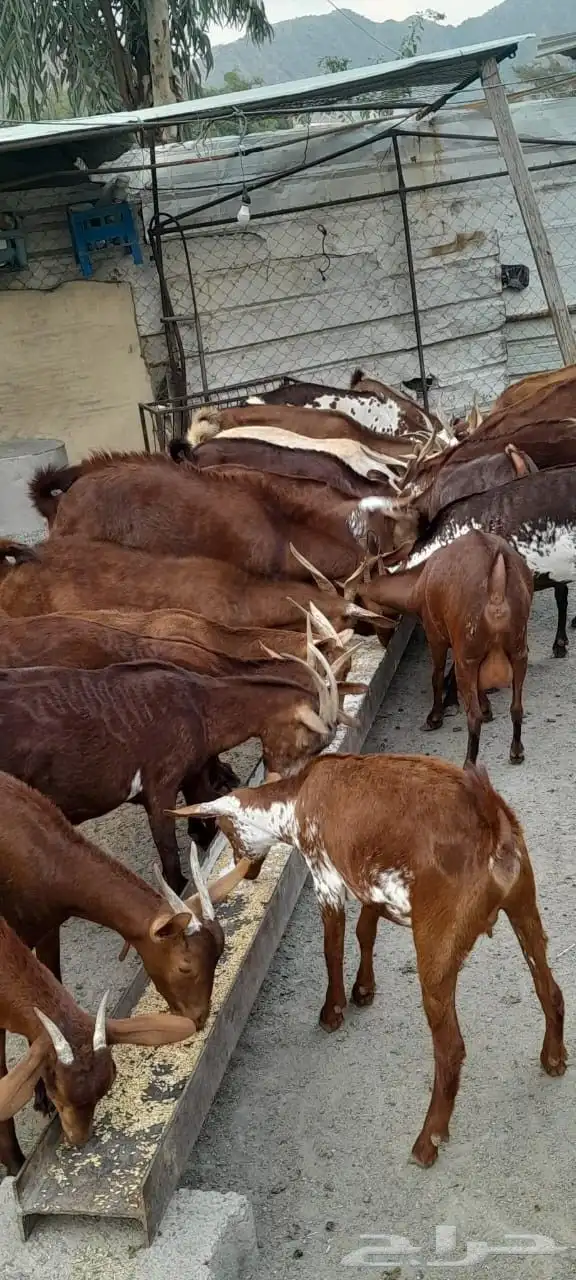 غنم دهم اصول من سنين طويله ماشاء الله 0