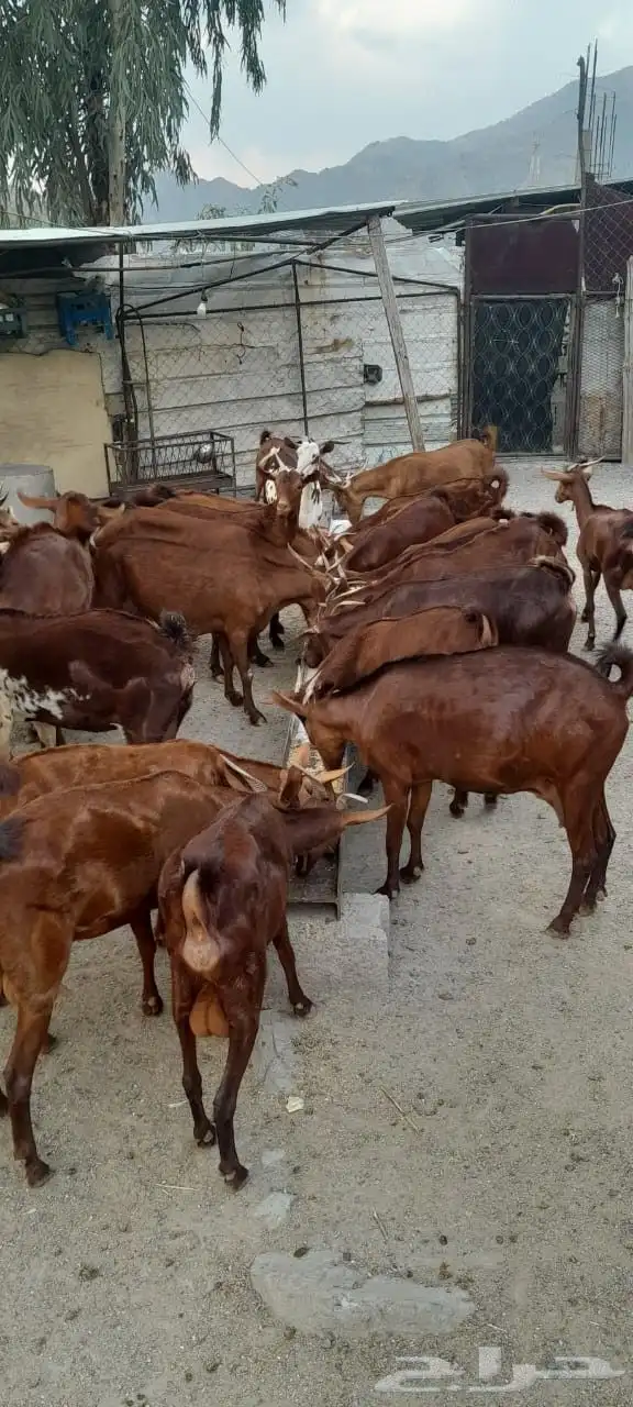 غنم دهم اصول من سنين طويله ماشاء الله 2