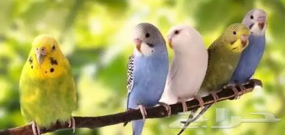 فندقة طيور أرانب بأسعار تناسب الجميع 0