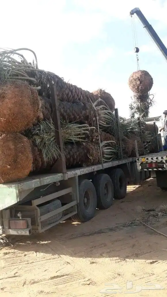 متخصصون في مجال البناء وزراعه النخل  جميع مناطق المملكه ا 13