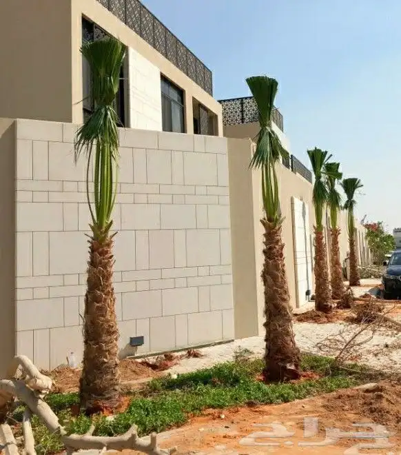 نخل واشنطنيا للبيع 1