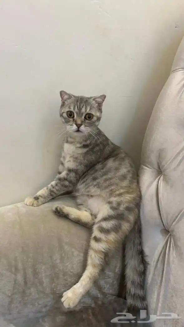 قطه سكوتش للتبني 7