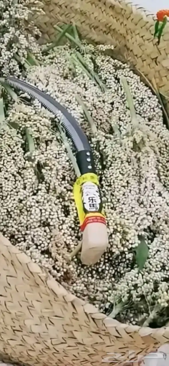 خضير مطحون وحب 2