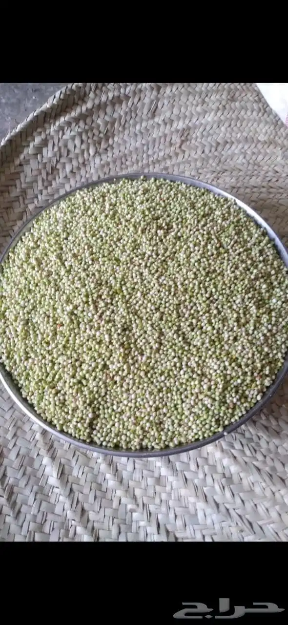 خضير مطحون وحب 1