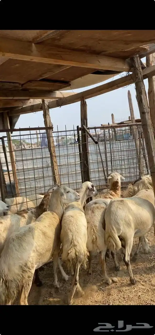 ضان للبيع لراشديه 0