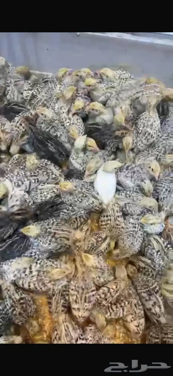 سمان للبيع 0