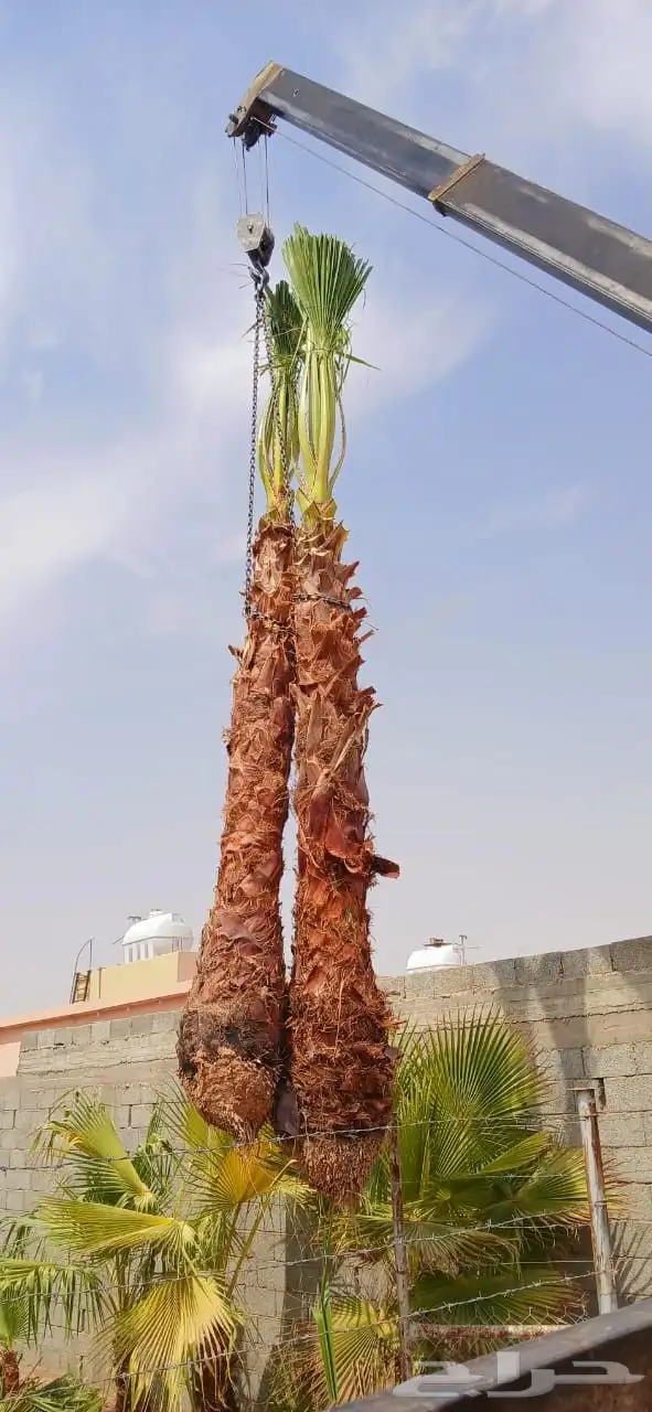 نخل واشنطني زينه واشنطونيا نخل مثمر نقايل جثايث اخلاص سكري ب 0