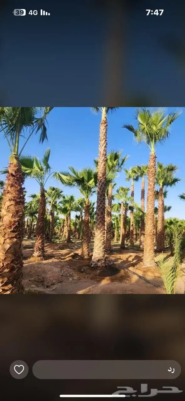 يوجد لدينا جميع انواع النخيل العربي والواشنطن بكل المقسات 2