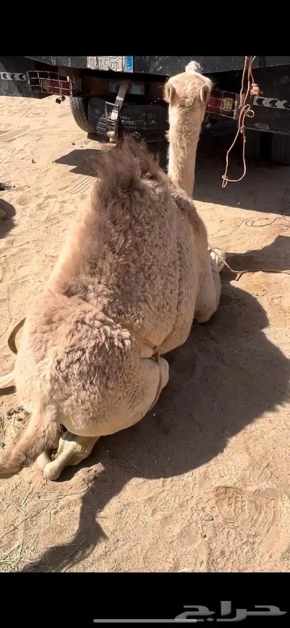 قعدان للبيع مغلقه فل الفل للمناسبات مبادي زوجات كرمات 3