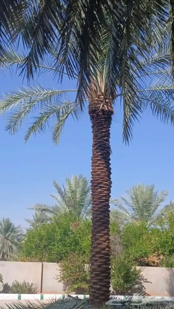 يوجد لدينا نخل عربي ووشنطني من متر الى سبعه متر متوفره 8