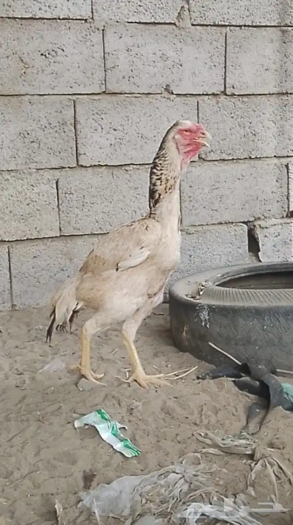 للبيع علا السوم 0