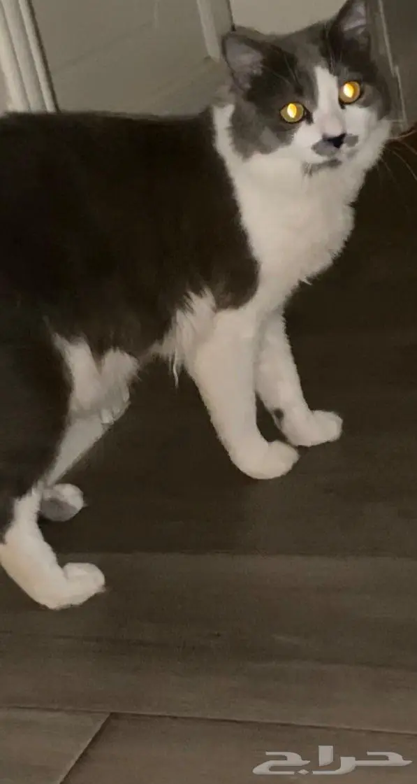 قط مفقود القادسيه3 0