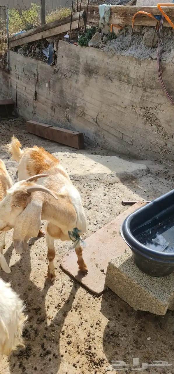 عنز طيبة بالحيل 2