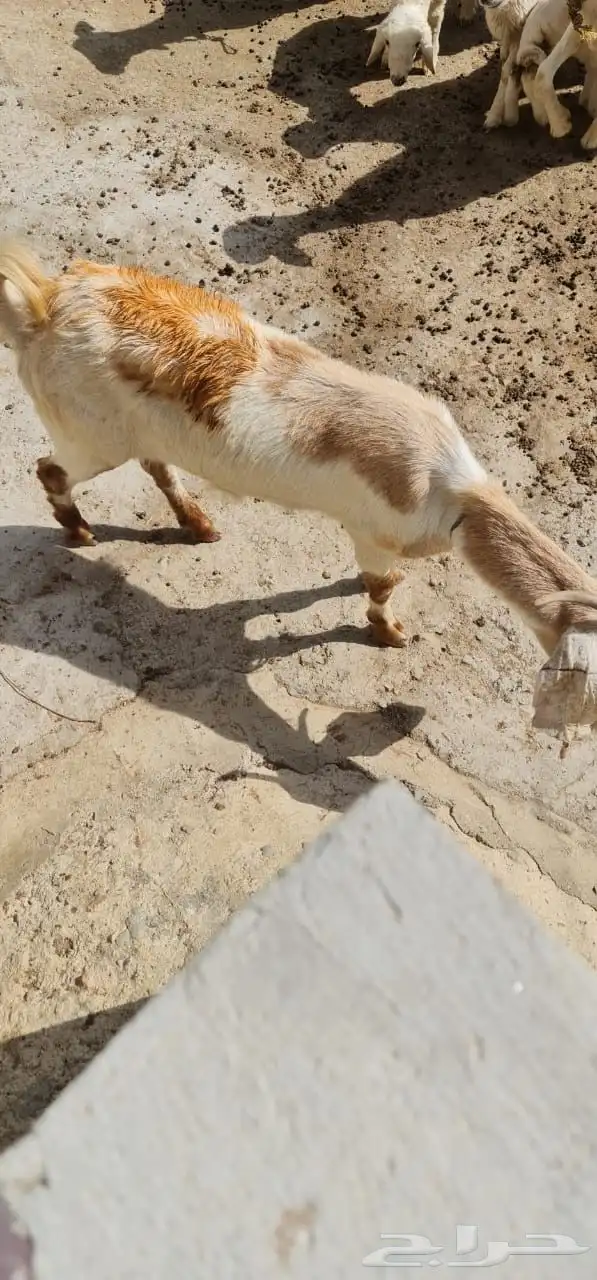 عنز طيبة بالحيل 3