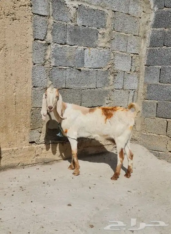 عنز طيبة بالحيل 1