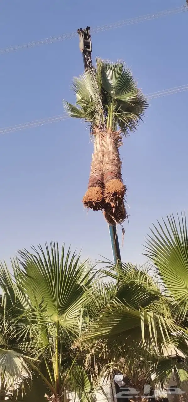 نخل وأشنطونيا وعربي بجميع المقاسات 3