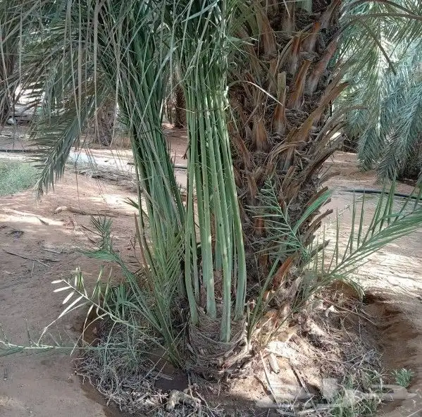 يوجد لدينا نخيل عربي بجميع انواعه وقسم خاص بل اشجار 2