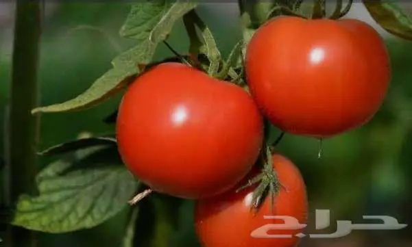 بذور جح وشمام وطماطم وقرع 3