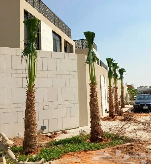 نخل واشنطنيا للبيع 7