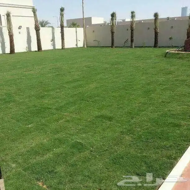 زرع طبيعي عشب طبيعي شبكات راي اشجار نباتات احواض زراعة طبيعي 3