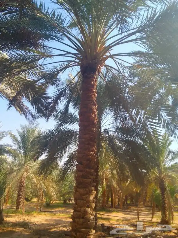 نخل عربي واشنطني خلاض برحي صقعي شيشي مجدول سكري فسايل 11