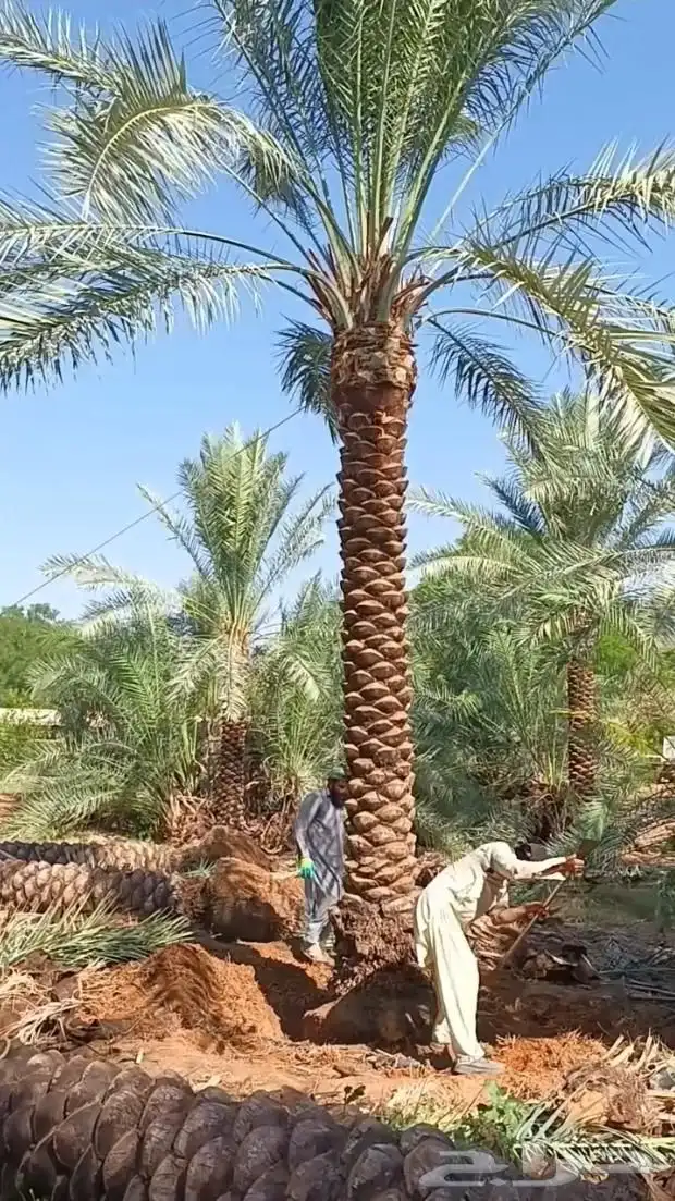 نخل عربي 0