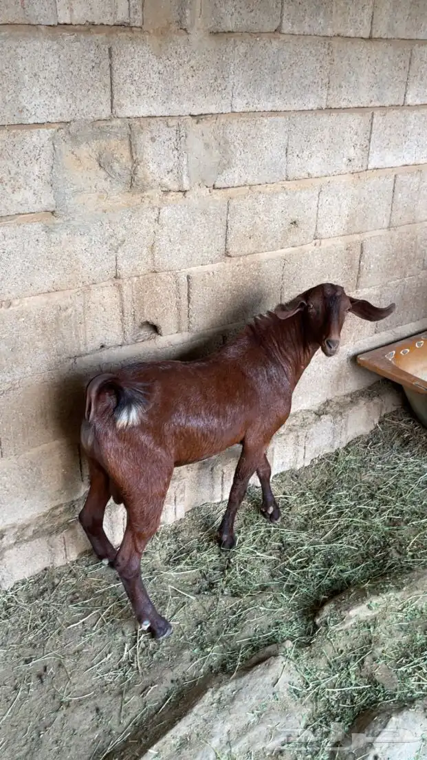 تيس ادهم اجم. 2