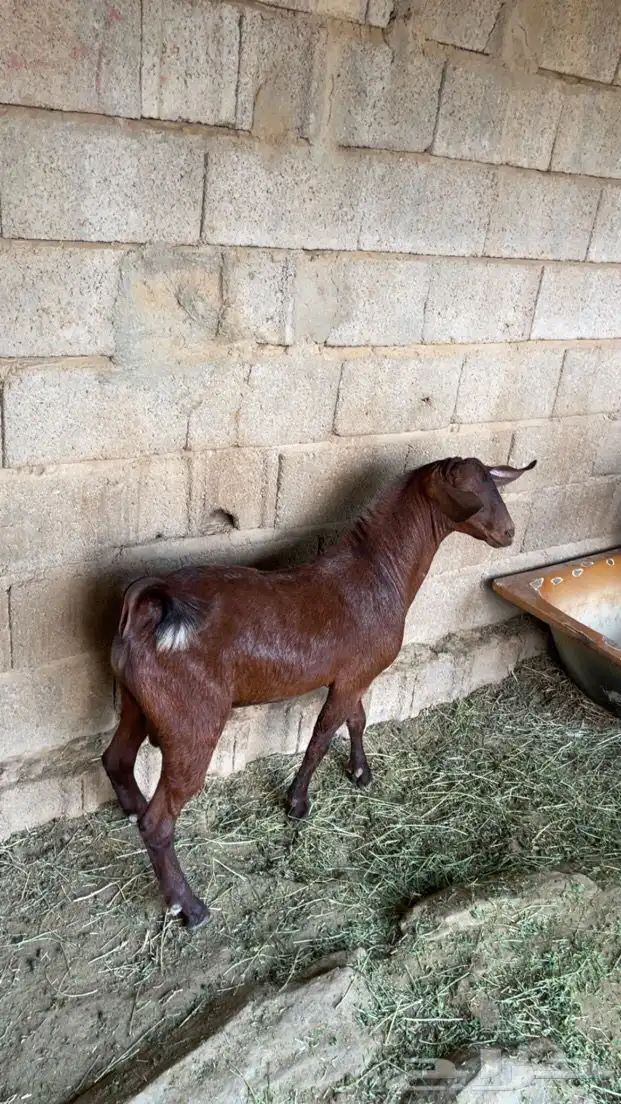 تيس ادهم اجم. 3