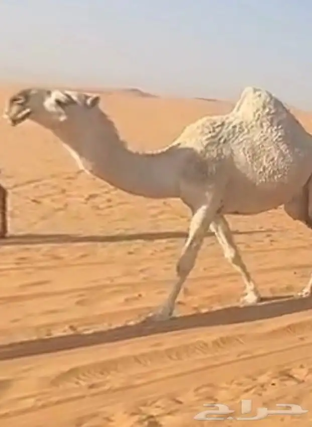 ذود فوق البدواه كفو 10