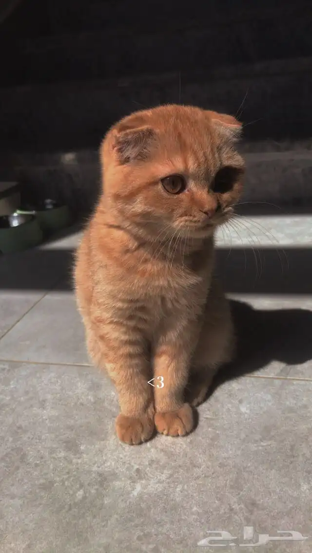قط لتبني 2