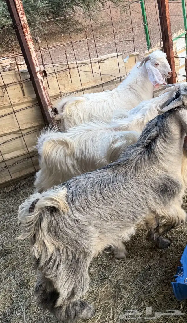 تيوس جذعان طيبات غرب الرياض 2