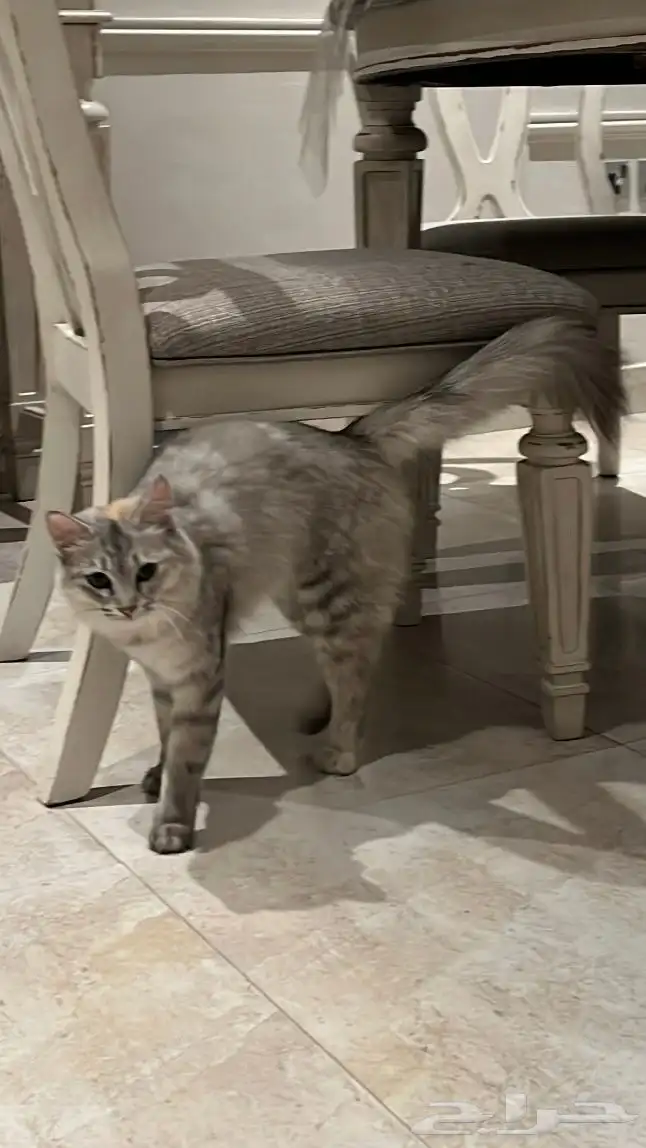 قطه للتبني 0