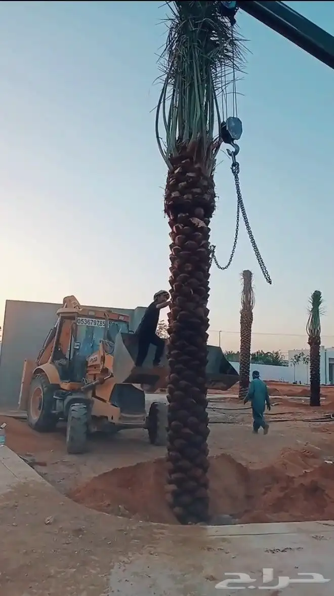نخل عربي 1