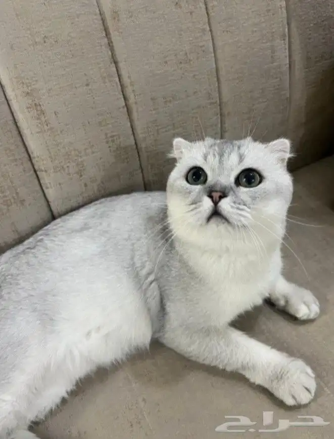 سكوتش تربل فولد ذكر 1