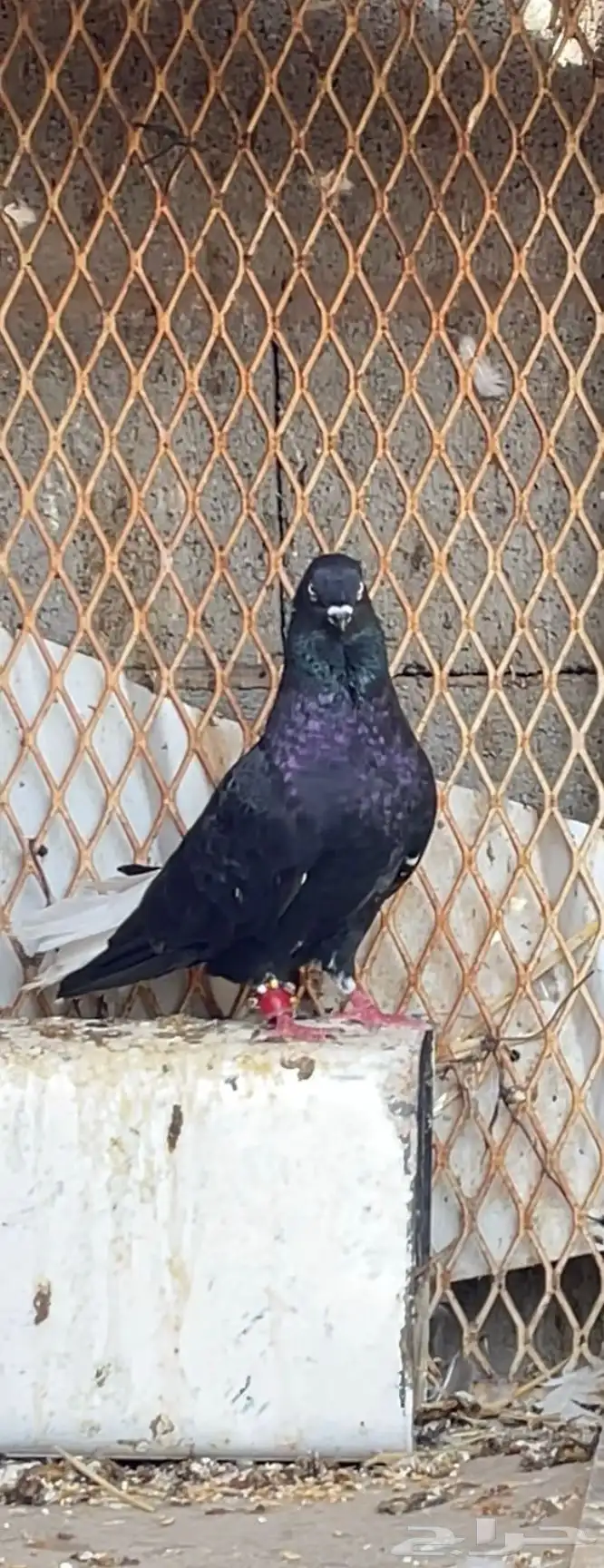 حمام مشكل و في غيره ازواج و فرايد 0