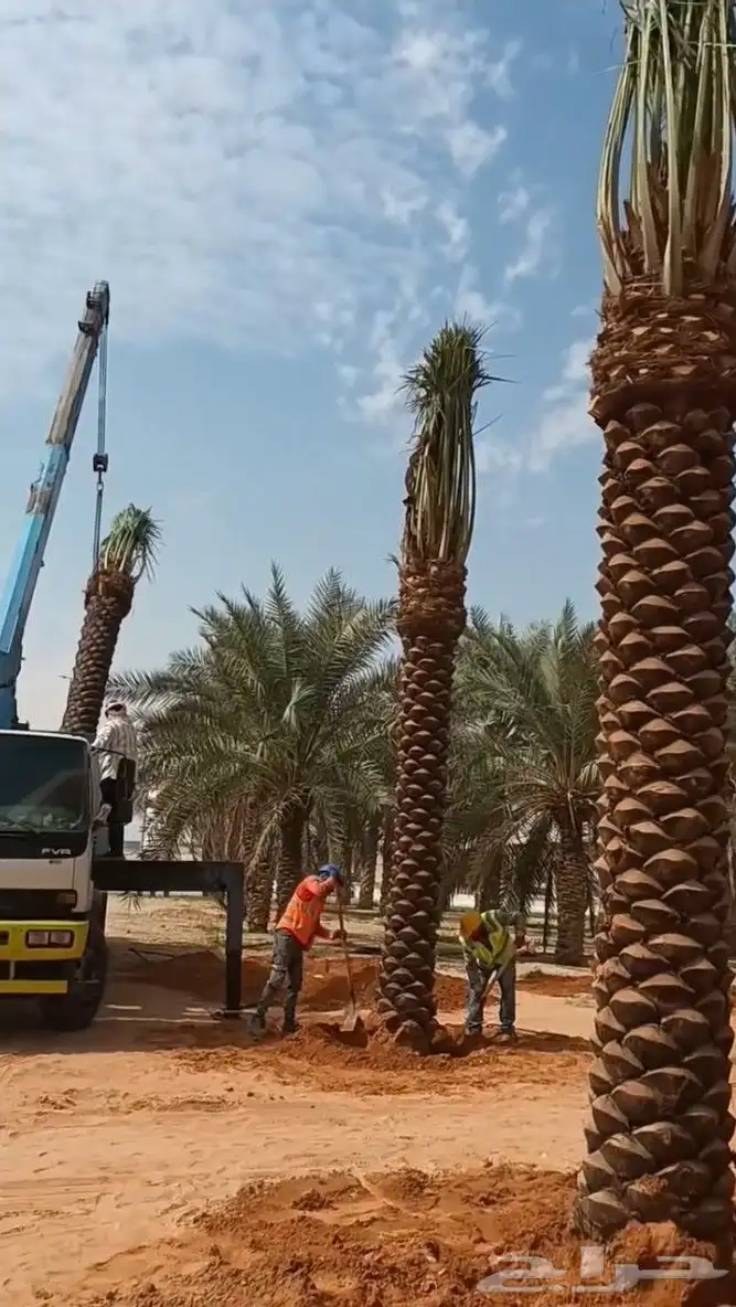 نخل عربي 3