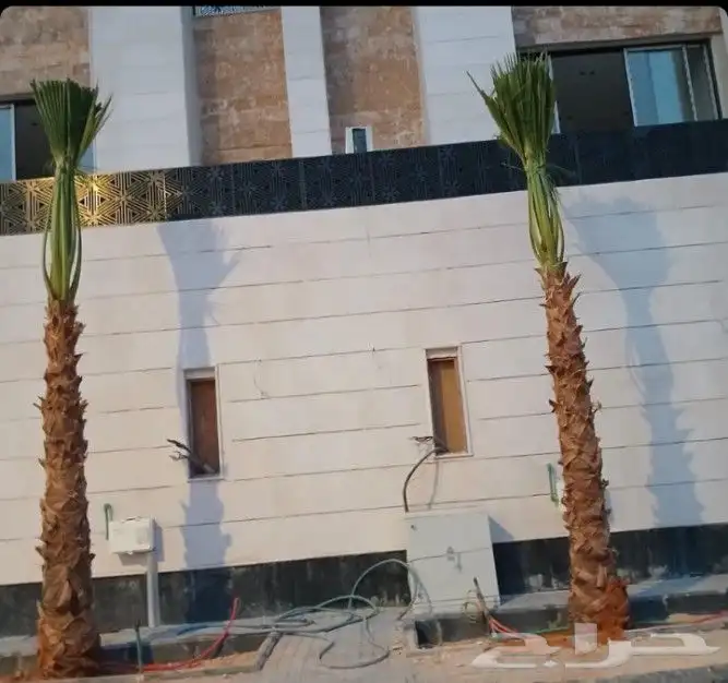 نخل واشنطني زينه واشنطونيا نخل مثمر نقايل جثايث اخلاص سكري ب 8