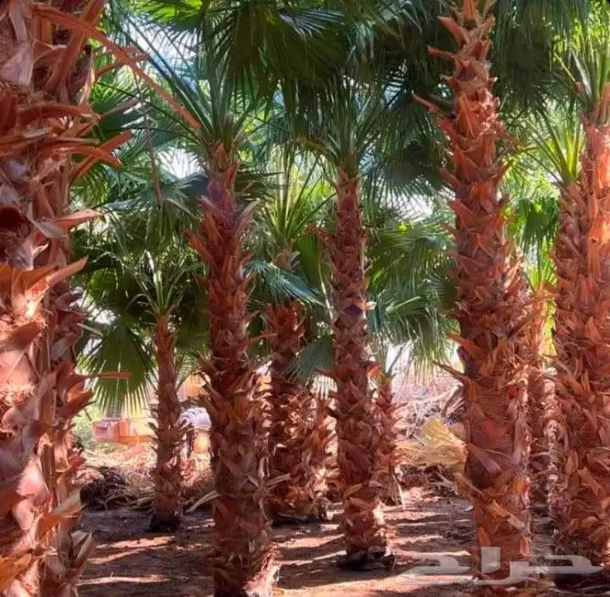 نخل واشنطني زينه واشنطونيا نخل مثمر نقايل جثايث اخلاص سكري ب 7