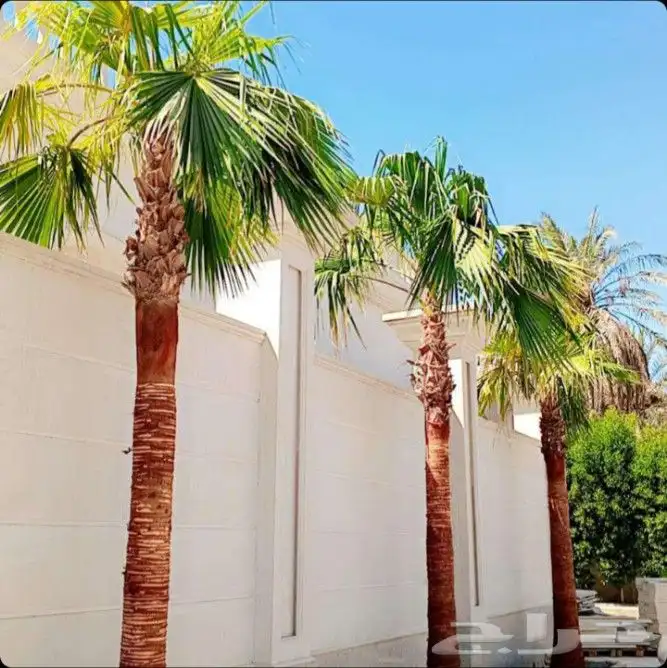 نخل واشنطني زينه واشنطونيا نخل مثمر نقايل جثايث اخلاص سكري ب 9