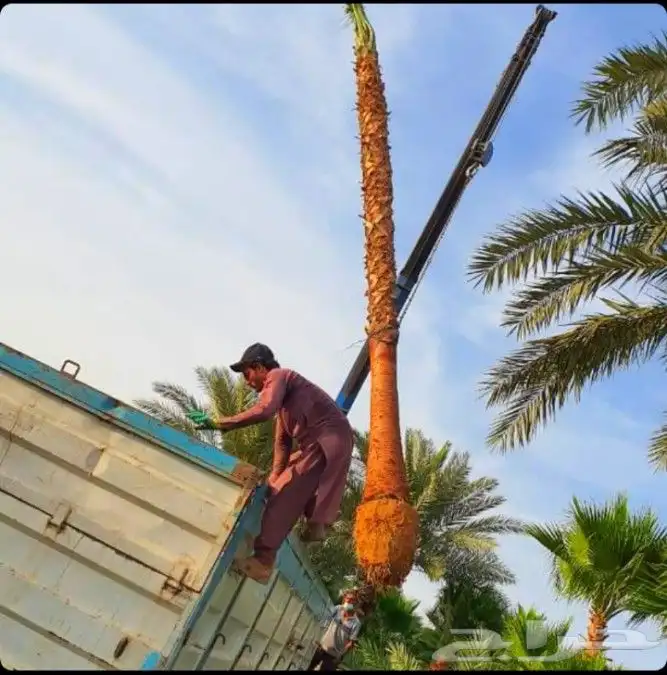 نخل واشنطني زينه واشنطونيا نخل مثمر نقايل جثايث اخلاص سكري ب 5