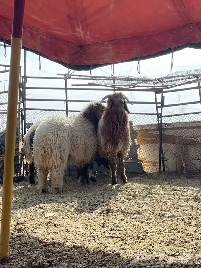 خرفان نعيم ذبايح 0